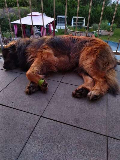 Top Dog-der Live Ticker Thread-Beitrag-Bild