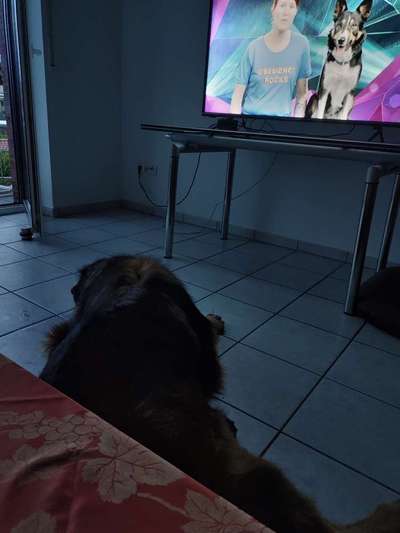 Top Dog-der Live Ticker Thread-Beitrag-Bild