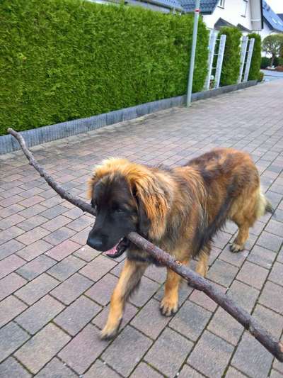 Dogorama Photo Challenge - Apportieren-Beitrag-Bild