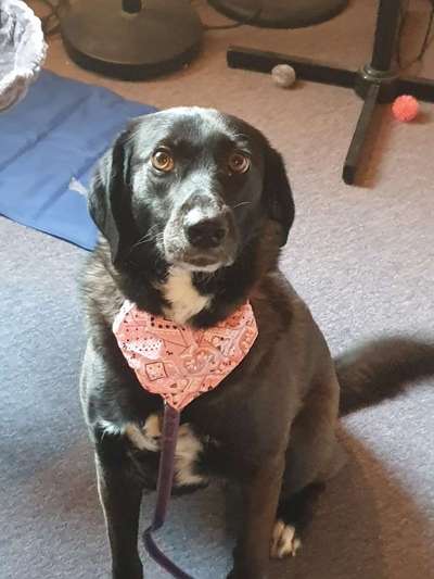 Auslandstierschutz-Beitrag-Bild