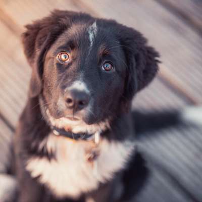 Tierfotografen-Olivias Pfotografie-Bild