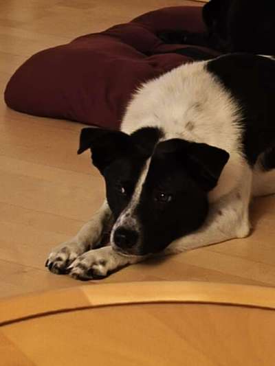 Hundetreffen-Gemeinsam Gassi gehen-Bild