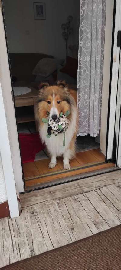 Langhaar Collies-Beitrag-Bild