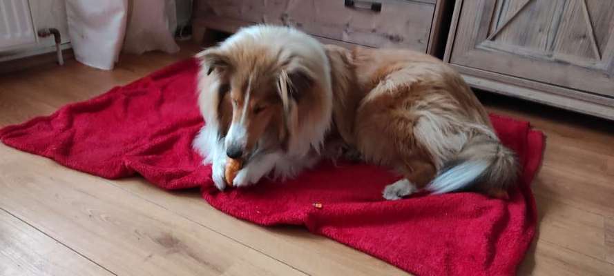 Langhaar Collies-Beitrag-Bild