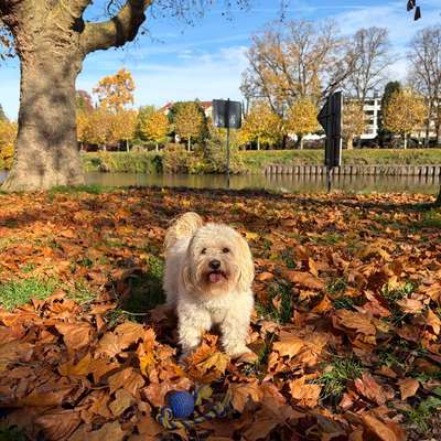 Hundetreffen-Milli sucht Spielkameraden 🐶-Bild