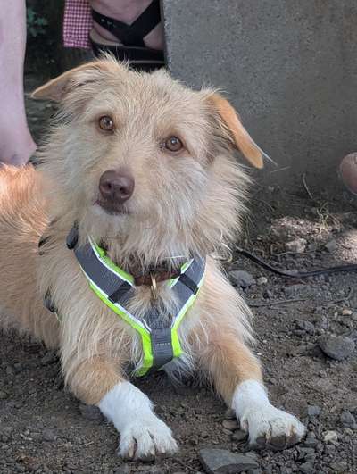 Hundetreffen-Hunde-Begegnungstraining-Bild