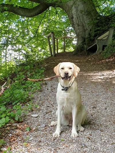 Hundetreffen-FUN & SUN Kennenlernen von tollen Hundefreundschaften-Bild