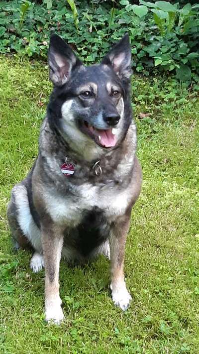 Auslandstierschutz-Beitrag-Bild