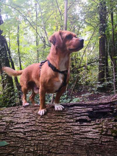 Ist das ein...?-Beitrag-Bild