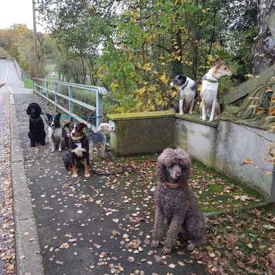 Hundetreffen-Wandern im Raum SW, Bad Kissingen-Bild