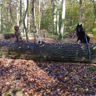 Hundeauslaufgebiet-Drei Kaisereichen-Bild