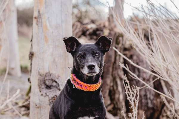 Fotochallenge Nr. 56 - geliebte Senioren-Beitrag-Bild