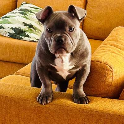 Hundetreffen-Spieltreff in Tegelort-Bild