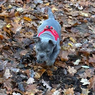 Hundetreffen-Welpentreff in Tegelort-Bild