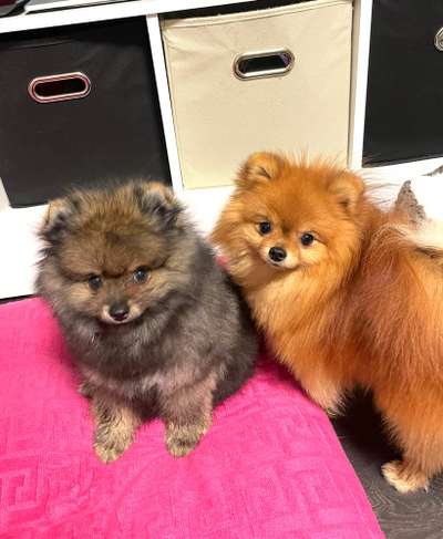 Dogorama Photo Challenge - Be my valentine-Beitrag-Bild