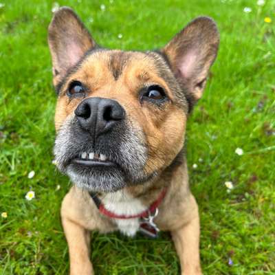 Hundetreffen-Suche pöbelnde Hunde-Bild