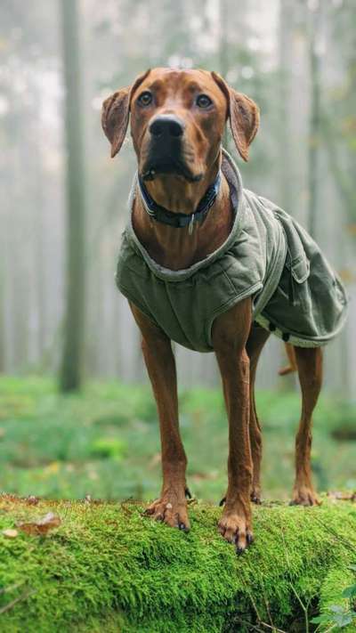 Rhodesian Ridgeback-Beitrag-Bild