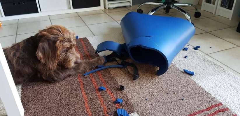 Dogorama Foto Challenge - Erwischt-Beitrag-Bild