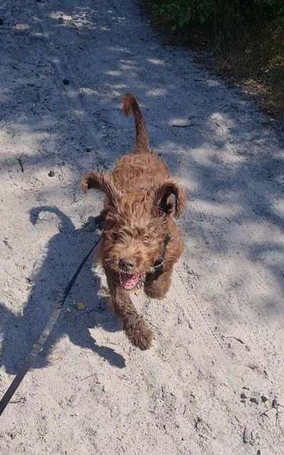 Dogorama Photo Challenge - Spielgesicht-Beitrag-Bild