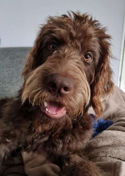 Dogorama Photo Challenge - Portrait-Beitrag-Bild