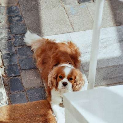 Hundetreffen-Mehr Hundekontak für unsere Kleine-Bild