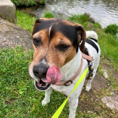 Hundetreffen-JackRusselTerrier sucht Soziale Kontakte