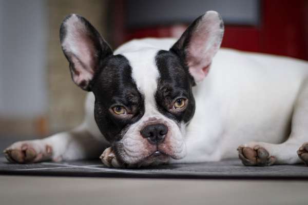 Die Dogorama Kalender Challenge Titelbild-Beitrag-Bild