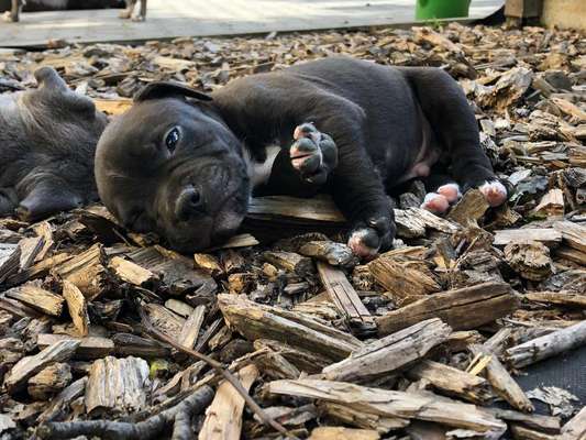 Welpenfotos-Beitrag-Bild