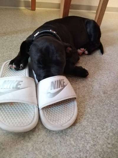 Welpenfotos-Beitrag-Bild