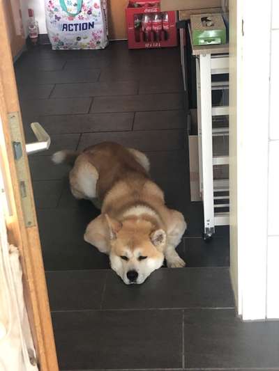 Akita Inu/American Akita (Mix) halter.-Beitrag-Bild