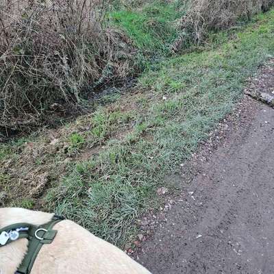 Giftköder-Tierkadaver-Bild