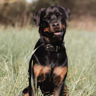 Hundetreffen-Maggie sucht Spielfreunde 🥳-Bild