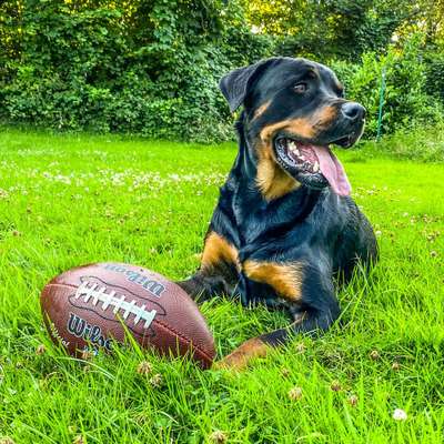 Hundetreffen-Josie sucht Spielfreunde🥳-Bild