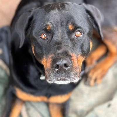 Hundetreffen-Josie sucht Spielfreunde🥳-Bild