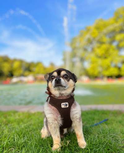 Dogorama Photo Challenge - Portrait-Beitrag-Bild