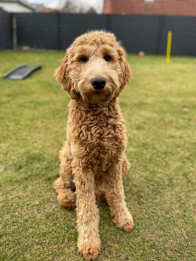 Goldendoodle?-Beitrag-Bild