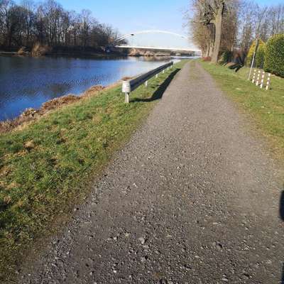 Giftköder-Totes Wildschweinbaby-Bild