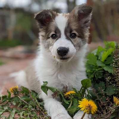 Hundetreffen-Welpentreffen in Mahlsdorf & Umgebung-Profilbild