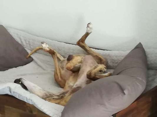 Windhunde - Treffen der besonderen Schönheiten
HERZLICH WILLKOMMEN-Beitrag-Bild