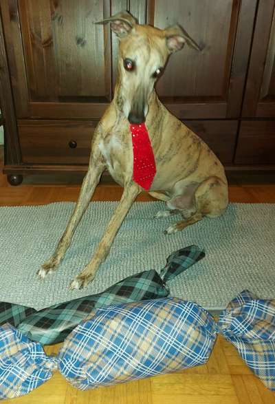 Windhunde - Treffen der besonderen Schönheiten
HERZLICH WILLKOMMEN-Beitrag-Bild