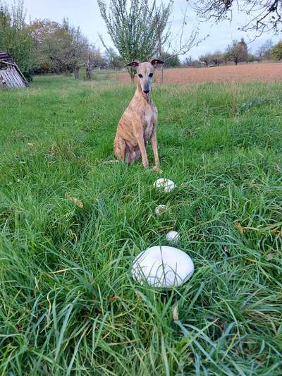 Windhunde - Treffen der besonderen Schönheiten
HERZLICH WILLKOMMEN-Beitrag-Bild