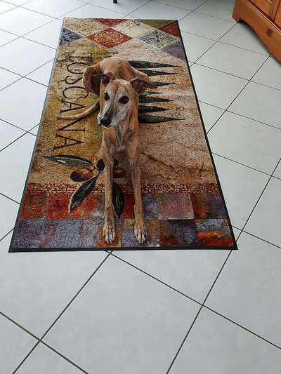 Windhunde - Treffen der besonderen Schönheiten
HERZLICH WILLKOMMEN-Beitrag-Bild