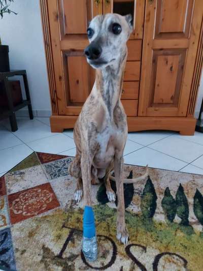 Windhunde - Treffen der besonderen Schönheiten
HERZLICH WILLKOMMEN-Beitrag-Bild