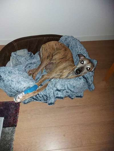 Windhunde - Treffen der besonderen Schönheiten
HERZLICH WILLKOMMEN-Beitrag-Bild