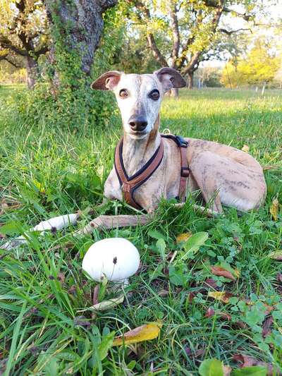 Windhunde - Treffen der besonderen Schönheiten
HERZLICH WILLKOMMEN-Beitrag-Bild