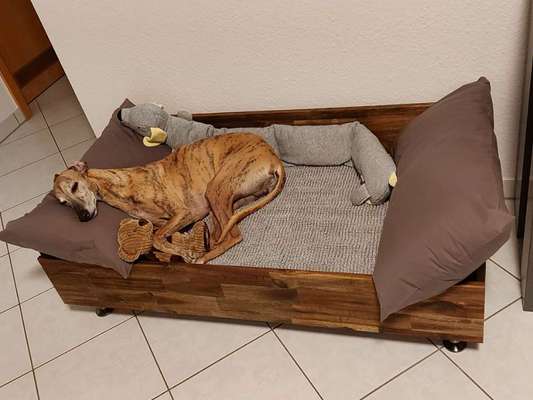 Windhunde - Treffen der besonderen Schönheiten
HERZLICH WILLKOMMEN-Beitrag-Bild