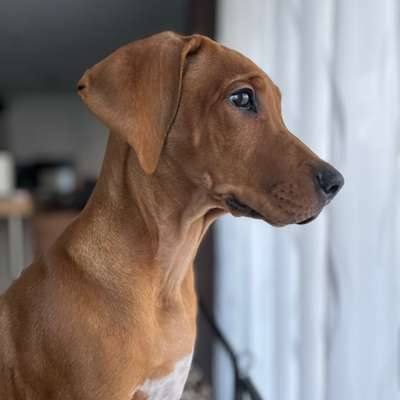 Hundetreffen-Spielen und Sozialisation-Bild