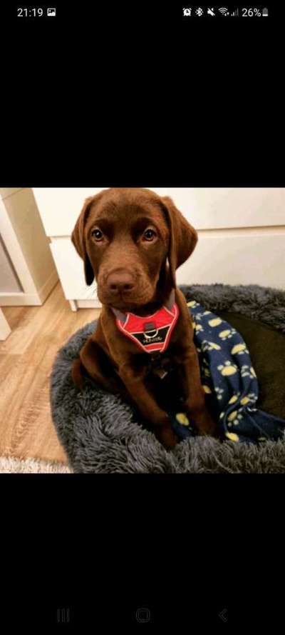 Wo sind meine Labrador Freunde-Beitrag-Bild