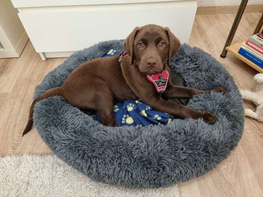 Mein Hund hat meine Babypille gefressen-Beitrag-Bild