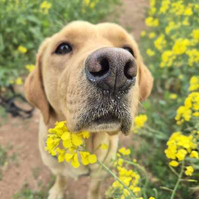 Hundetreffen-Gassi gehen-Bild